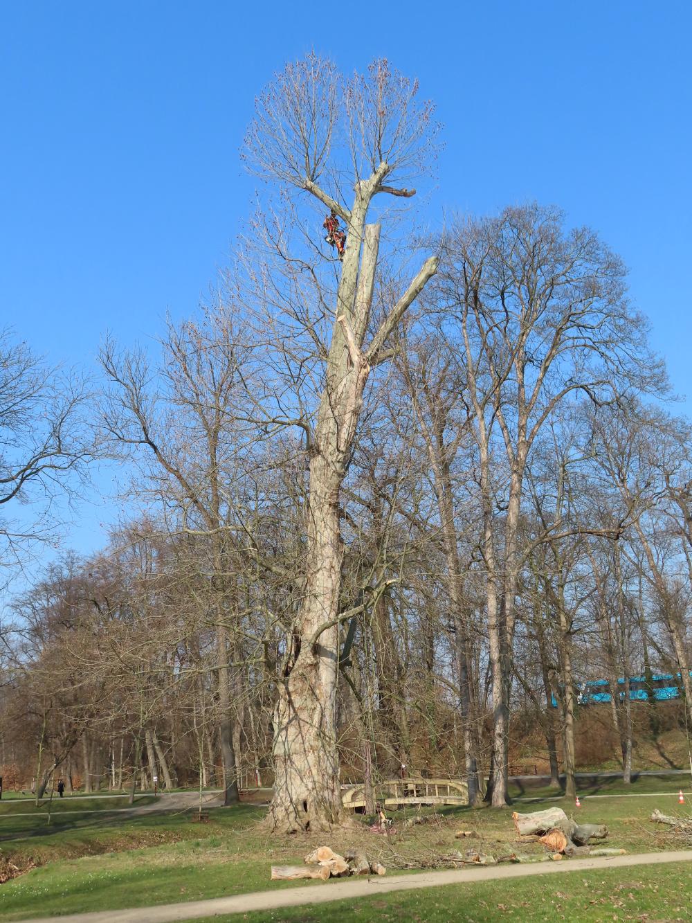 3258707_Odborný arboristický zásah na starém platanu ve Starém parku ve Stromovce