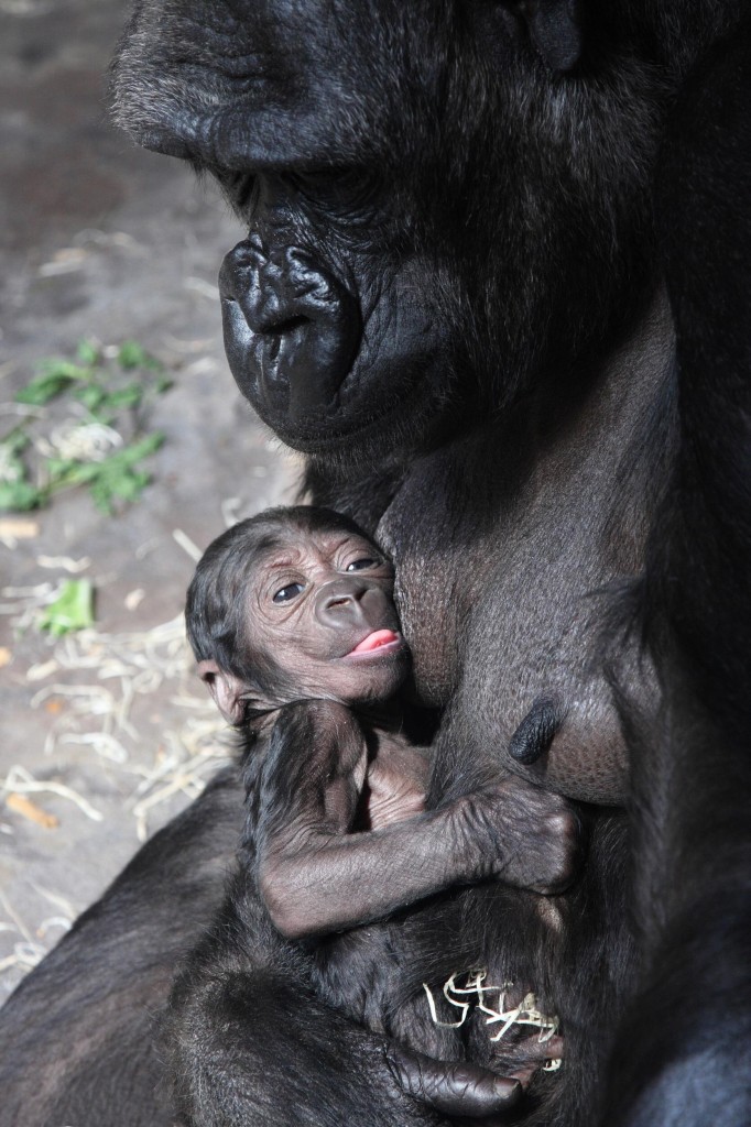 Kijivu s mládětem. (foto: Jiří Trojánek, Zoo Praha)