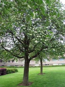 strom_sorbus_intermedia_jpg