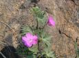 1711091_kakost_lucni_geranium_pratense_jpg