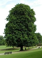 jirovec_google_2_230_jpg