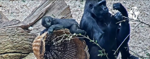 Gorily v pražské zoo