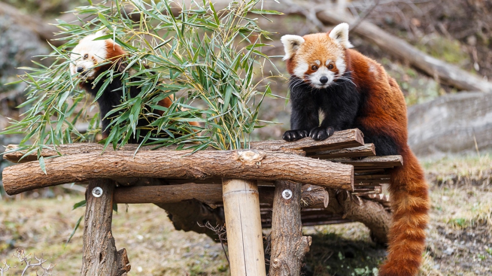 Panda červená