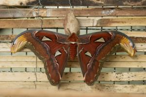 martináč rodu Attacus atlas