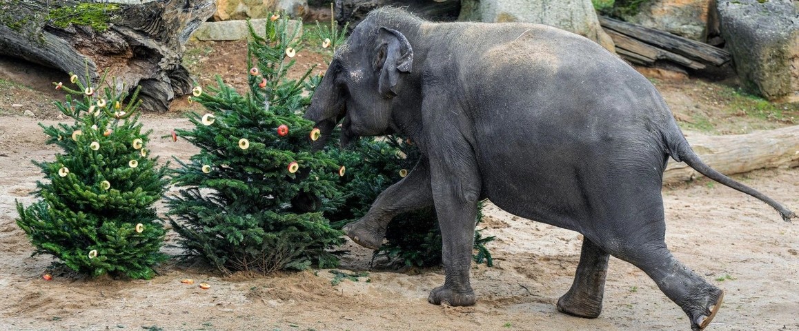 Nadílka pro zvířata