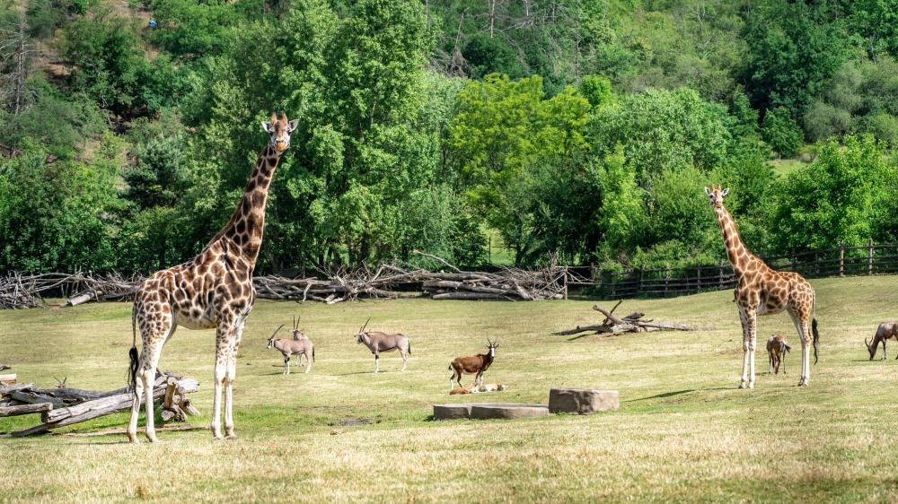 Afričtí kopytníci v pražské zoo