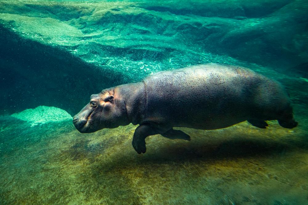 3167474_Hroší samec přicestoval do Zoo Praha vloni v listopadu z francouzského safari Plaisance-du-Touch. Francouzští chovatelé ho pojmenovali Tchéco [čeko] na počest našeho stát