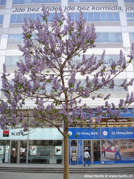 Paulownia tomentosa, ilustrační foto (foto Milan Havlis)