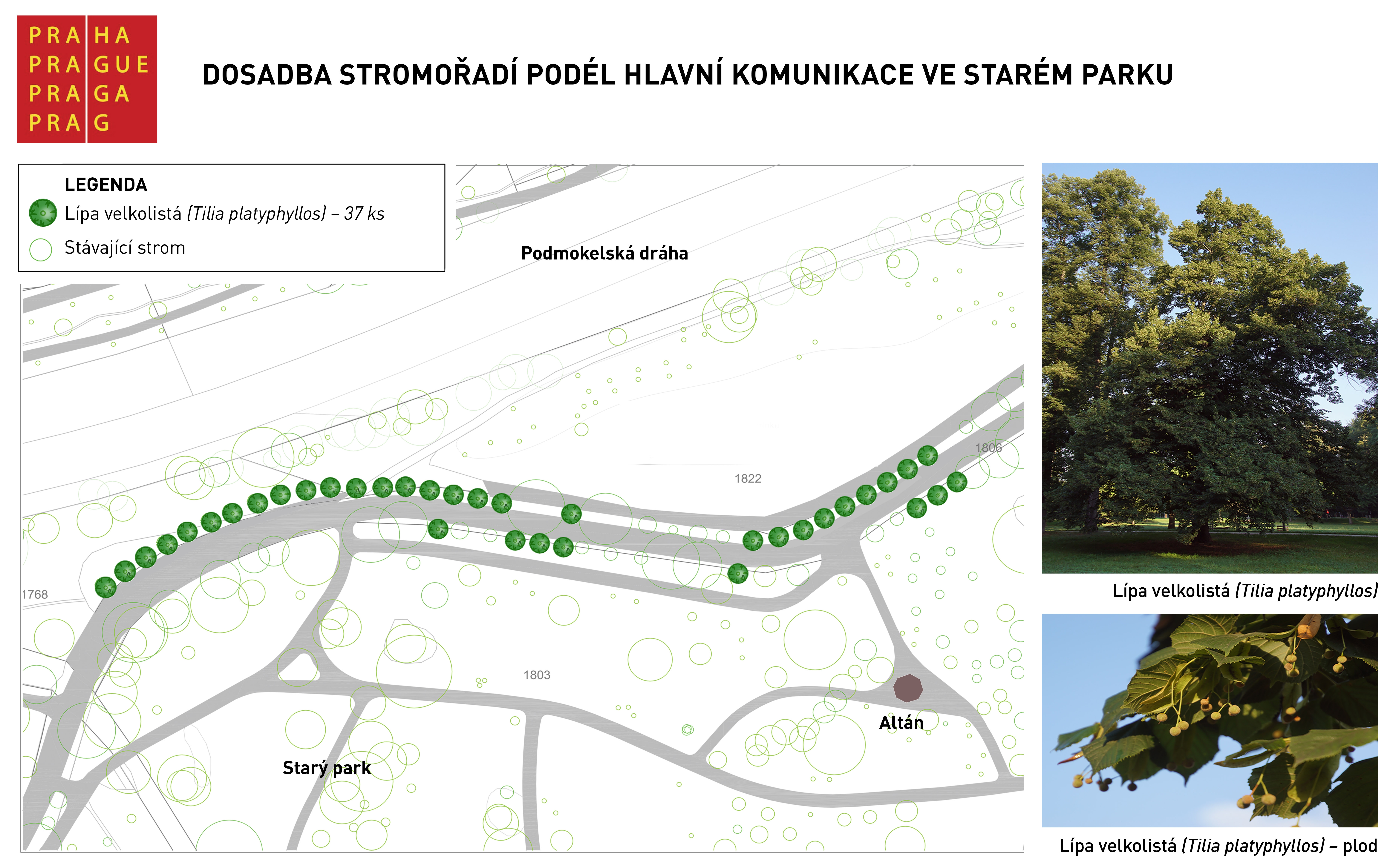 Dosadba stromořadí podél hlavní komunikace ve Starém parku, infopanel, ilustr.