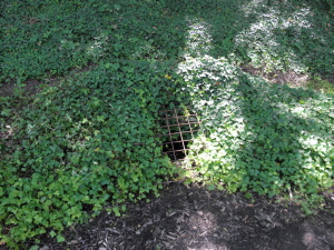 Pražské studánky - Ctěnická (ilustrační foto, 2012)