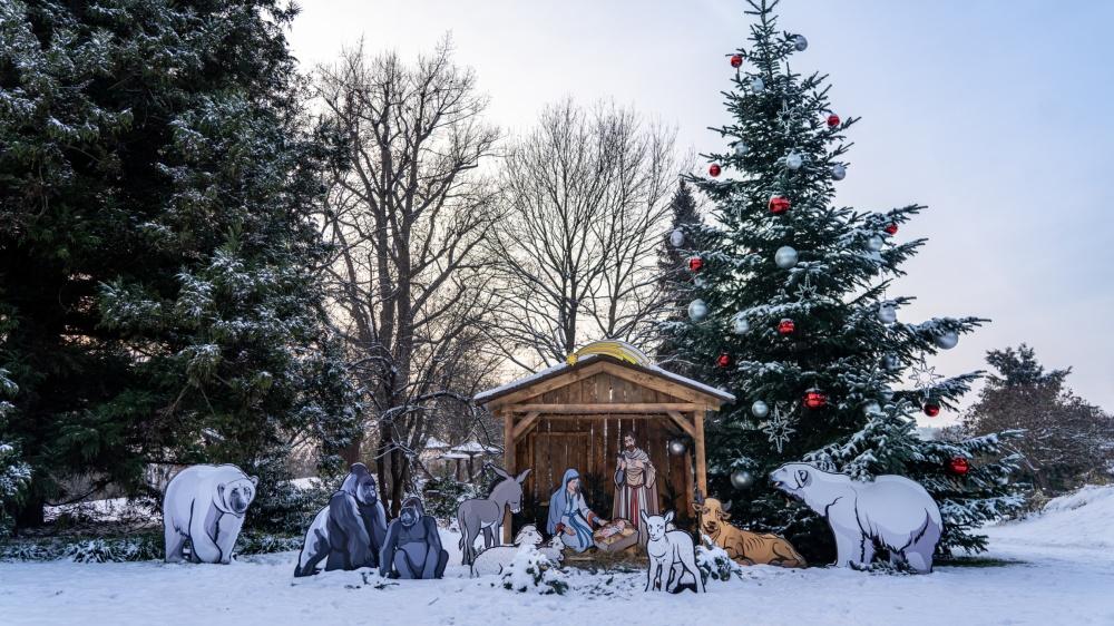 Vánoční strom v zoo